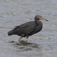 Pacific Reef-Heron